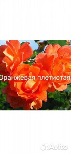 Роза плетистая