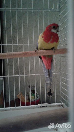 Попугай розелла
