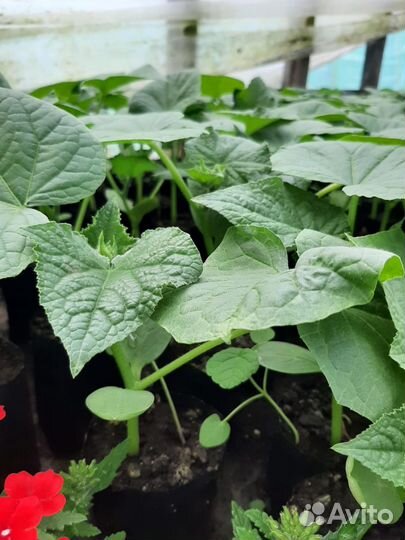 Рассада огурцов