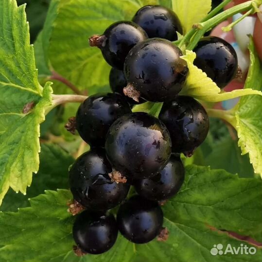 Продам саженцы чёрной смородины