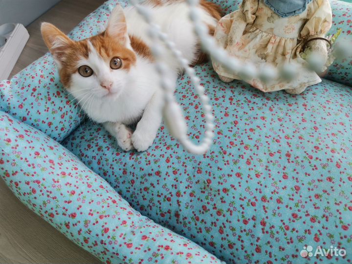 Кошка Крошка 2 месяца в дар