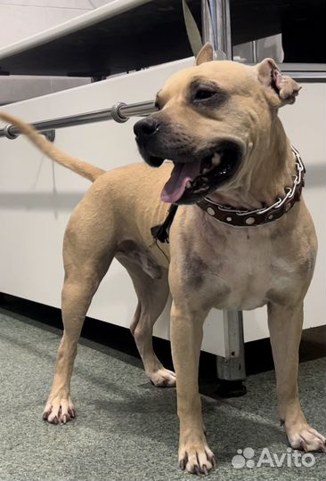 Стафф в добрые руки