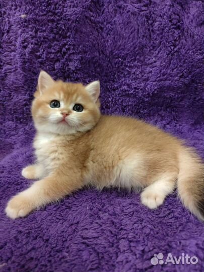 Золотой британский мальчик