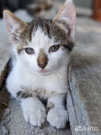 Котята. Мальчик в добрые руки