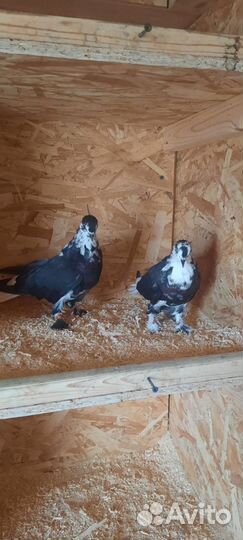 Продажа николаевских голубей