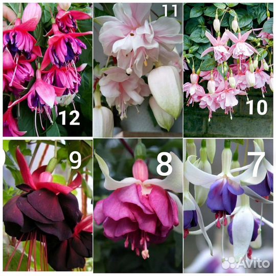 Фуксия укорененный черенок