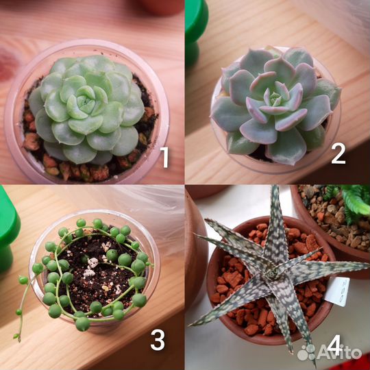 Суккуленты (Обновлено 17.09)