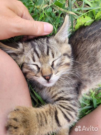 Маленькая девочка в добрые руки