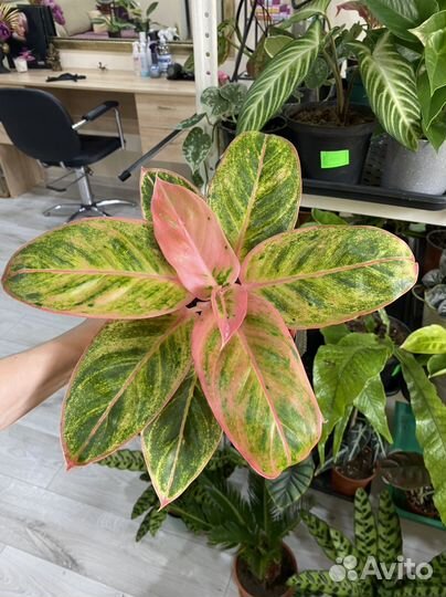 Комнатные растения