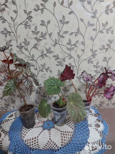 Комнатные растения цветы