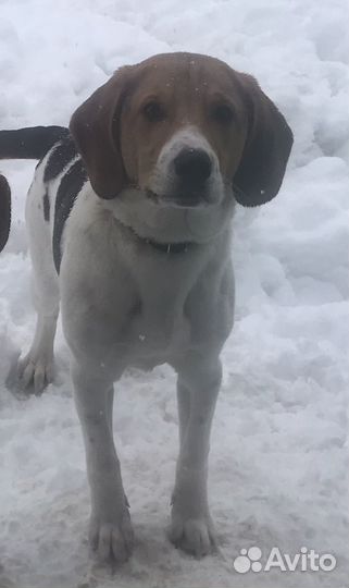 Эстонская гончая