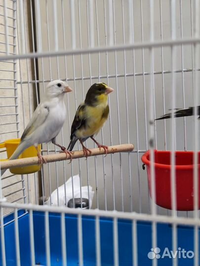 Кенара и канарейки