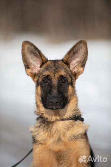 Щенки немецкой овчарки