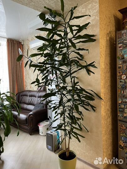 Растение Драцена 2,5 м для офиса и дома