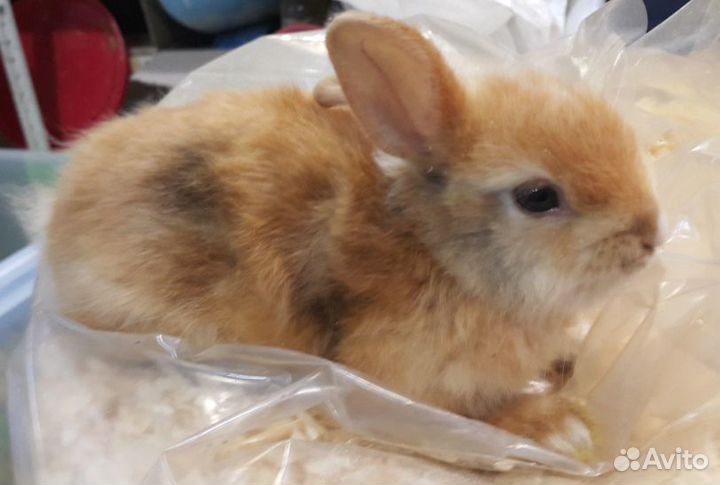 Кролик декоративный карликовый