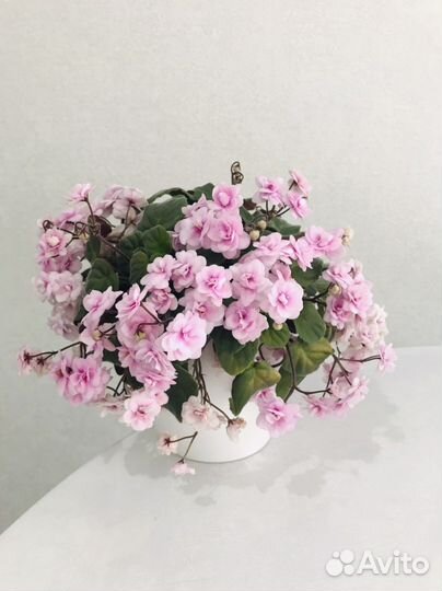 Фиалка сенполия