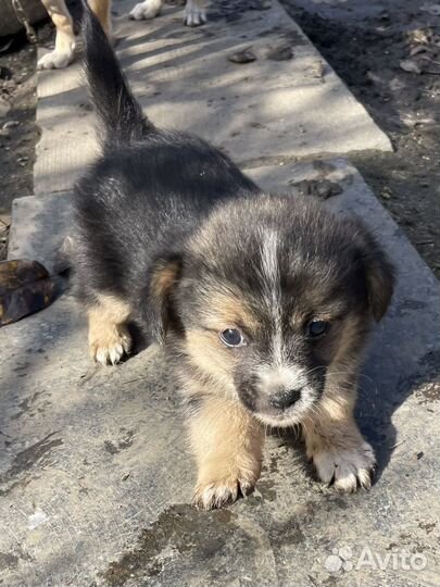 Щенок в добрые руки