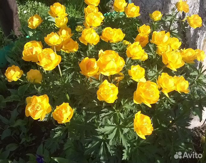 Растения цветы для сада