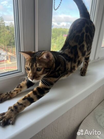 Бенгальская кошка