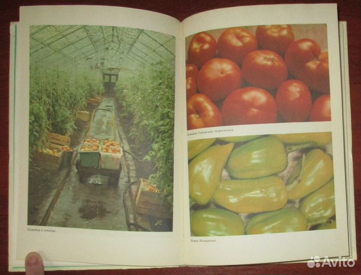 Небесный С. Юным овощеводам. Серия: Знай и умей