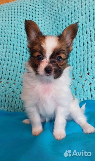 Щенок папийона, девочка