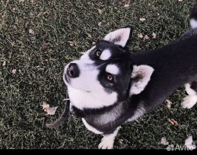 Щенки хаски