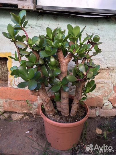 Алоэ Вера и другие суккуленты