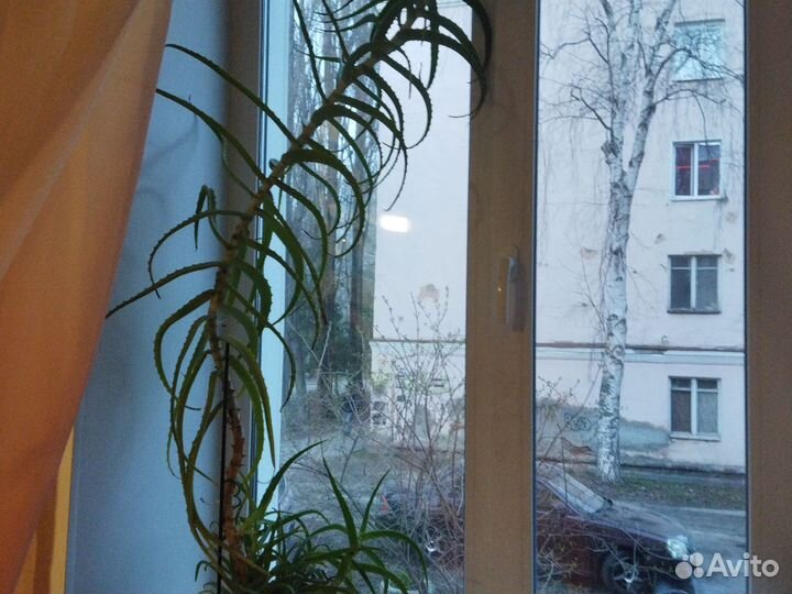 Алоэ столетник