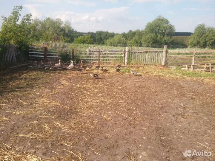 Гуси дикие. Серые