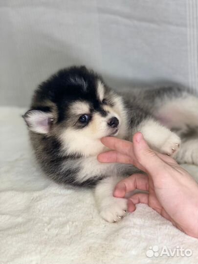 Микро помски- померанский мини хаски