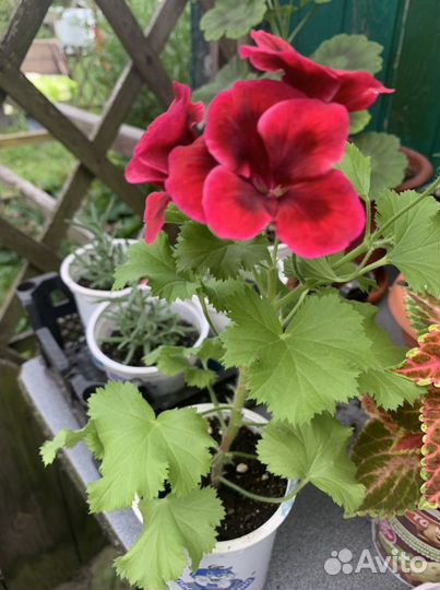 Пеларгония герань