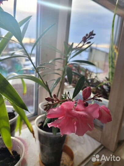 Олеандр махровый