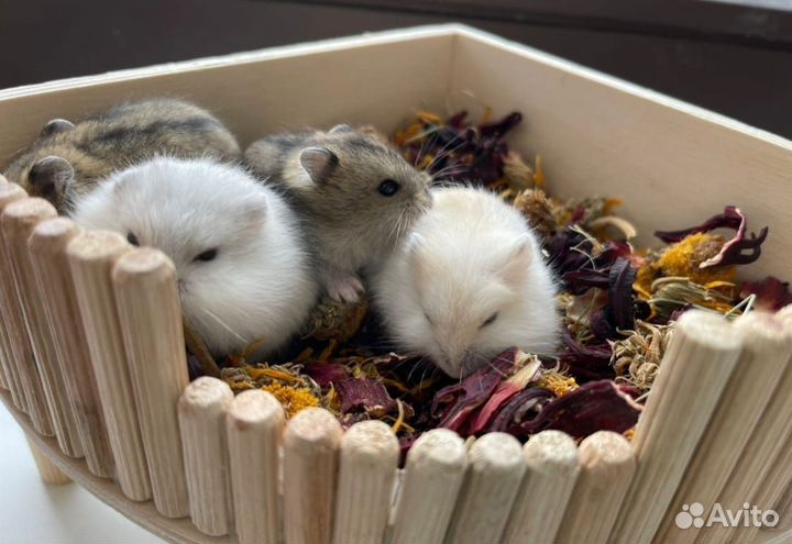 Джунгарские хомячки новый помет