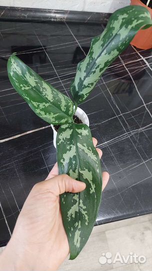 Аглаонема, араукария,замиокулькас,алоказия,монстер