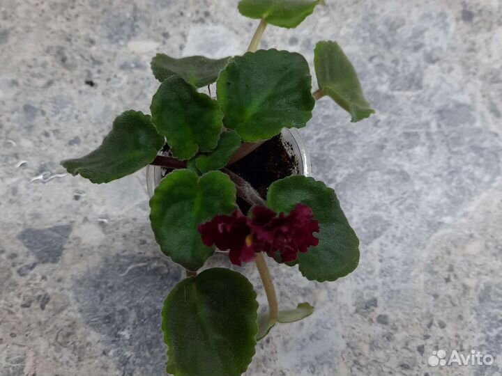 Фиалка Богема