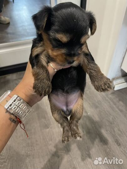 Йоркширский терьер девочка