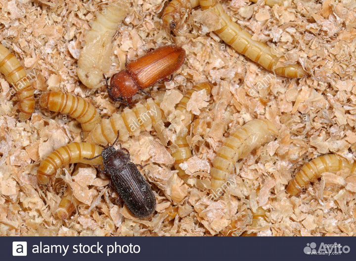 Мучной червь живой