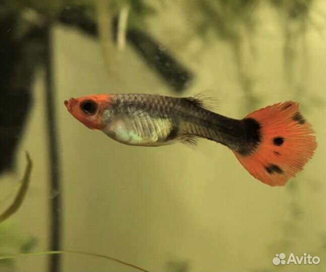 Молодь гуппи Кои (чистая линия)