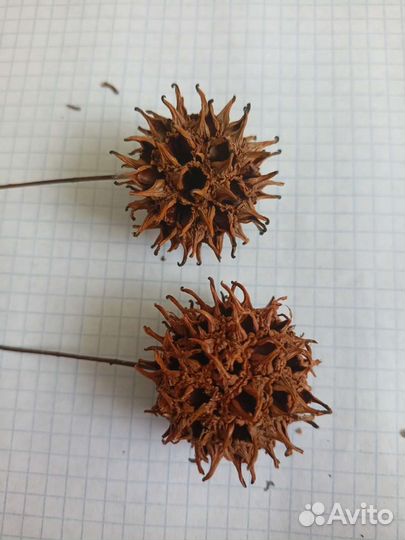 Шишки разные