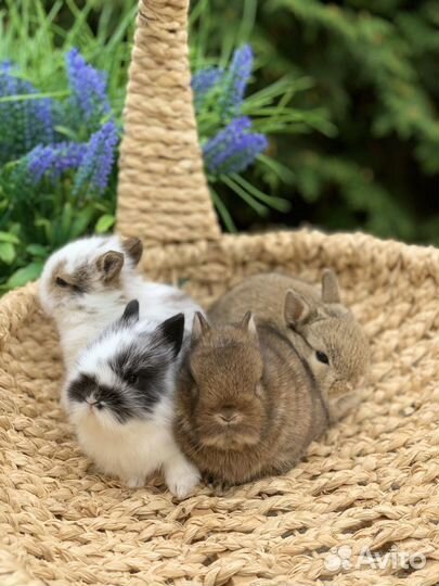 Домашние ручные кролики