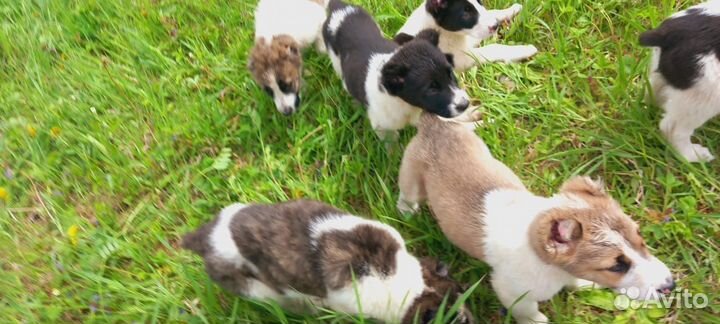 Среднеазиатская овчарка алабай