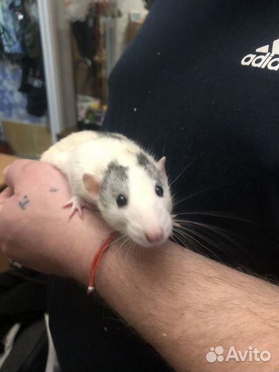 Крыски малыши Дамбо