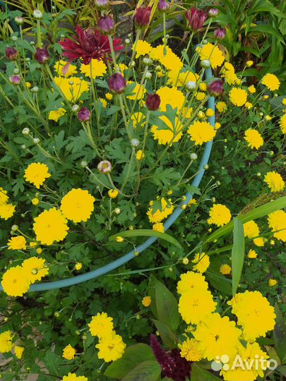 Хризантема