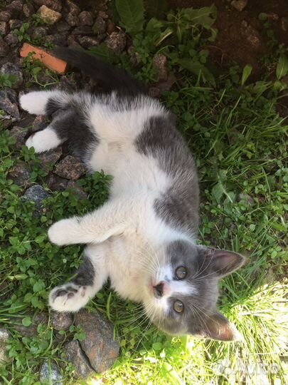 Отдам в хорошие, добрые руки