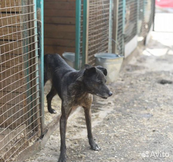 Буча ждет свою семью в приюте