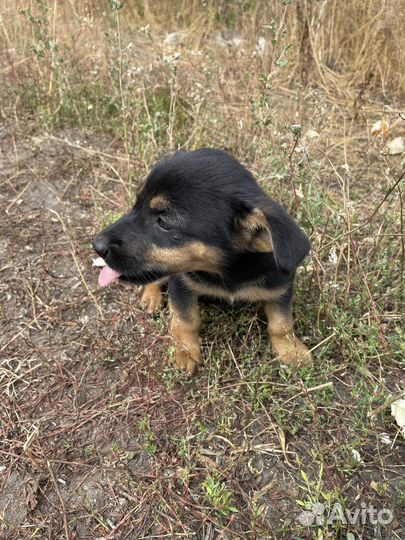 Маленькие собачки щенята