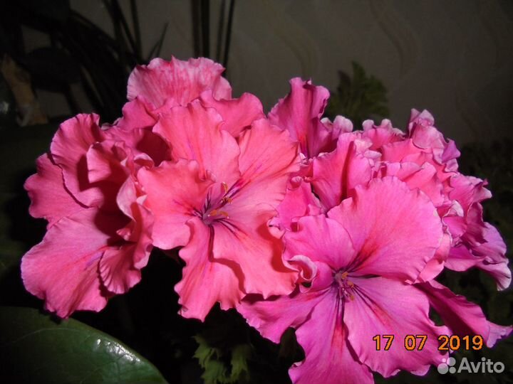 Комнатные цветы