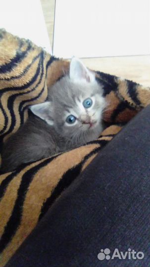 Отдам котят в добрые руки