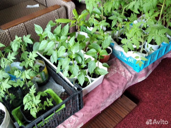 Рассада помидор