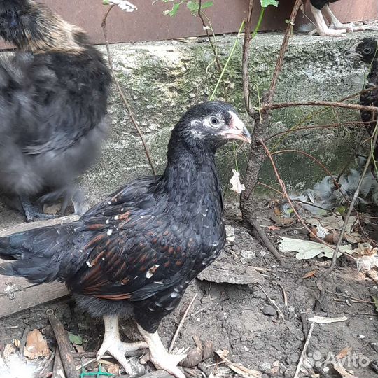 Петушки корниш и бресс гальские